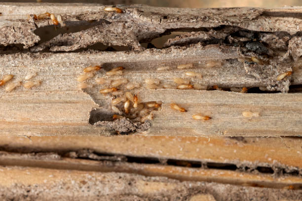 Best Flea Control Services  in El Dorado, AR