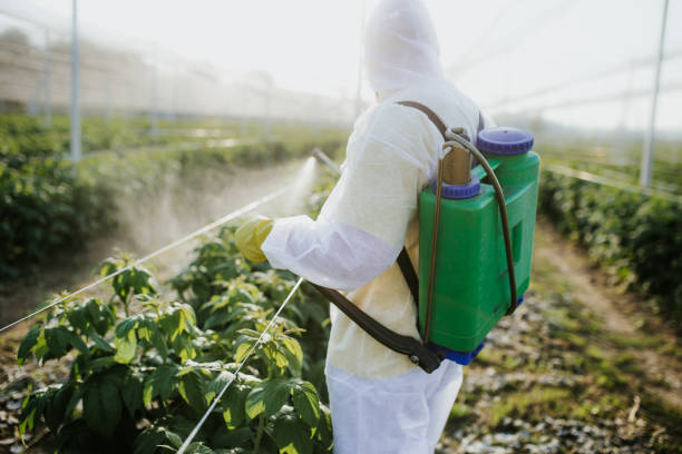 Best Insect Control  in El Dorado, AR